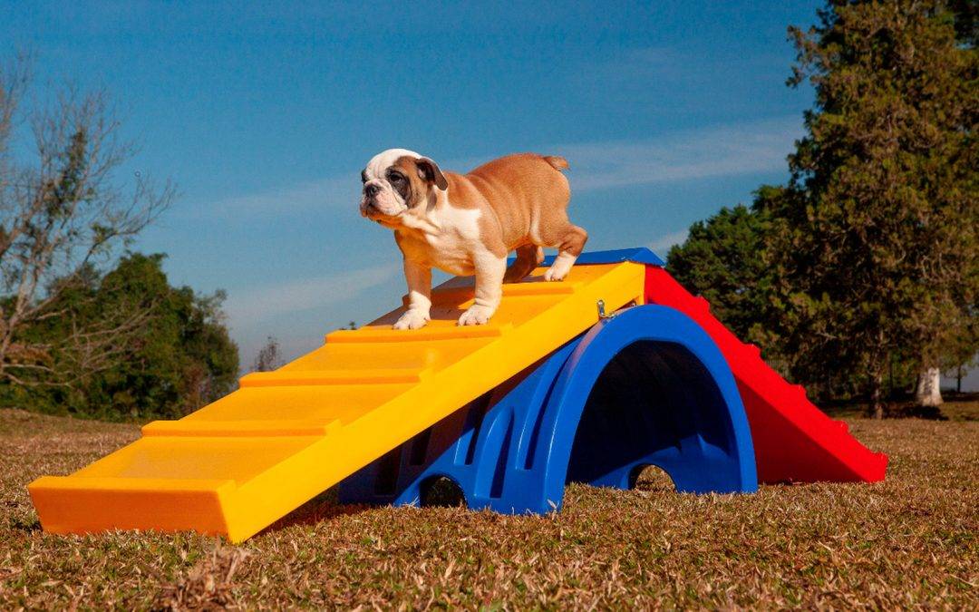 Pratique esportes com seu PET