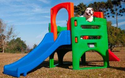 Já imaginou ter um Playground Freso exclusivo para PETS?