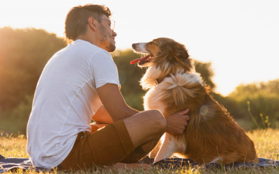 Adestramento canino e seus benefícios