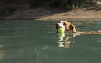 Todos os cachorros sabem nadar?