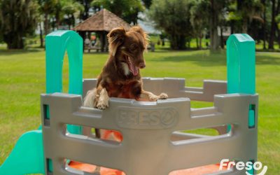 Playground para Pet: 3 opções da Freso