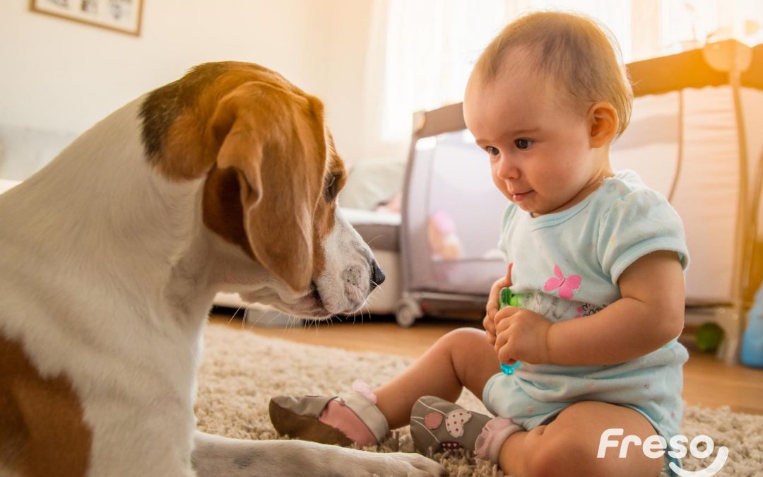 Como devo preparar meu animal de estimação para a chegada do bebê?