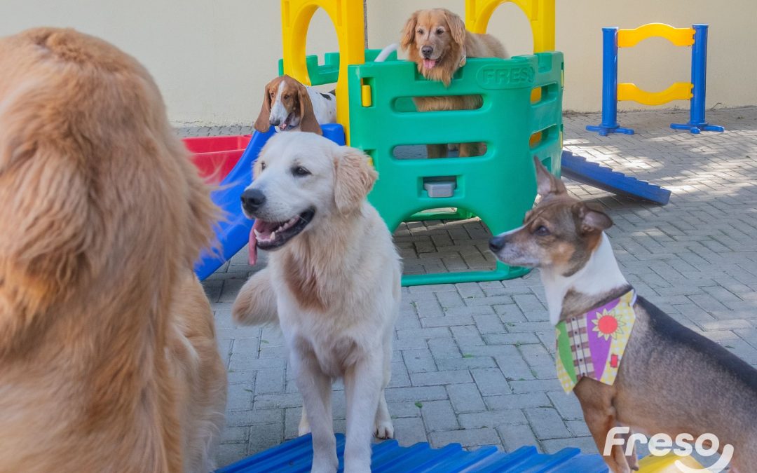 Motivos para você adquirir um brinquedo para o seu pet